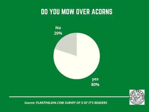 Can I mow over acorns? - survey results