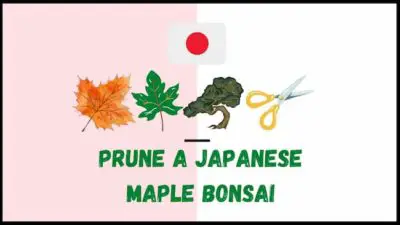 Prune a Japanese Maple Bonsai Tree (Why, When, How)