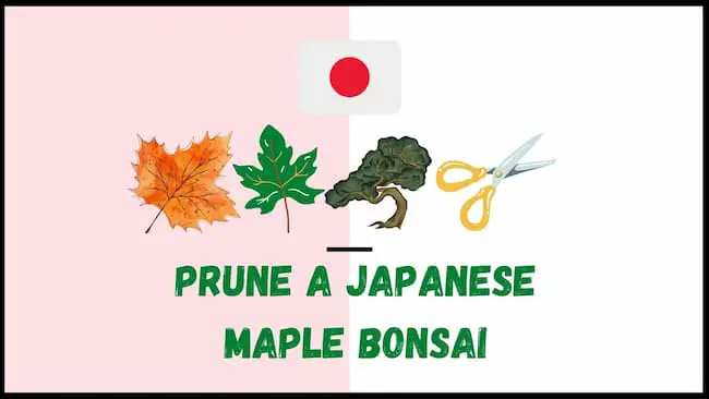 Prune A Japanese Maple Bonsai Tree