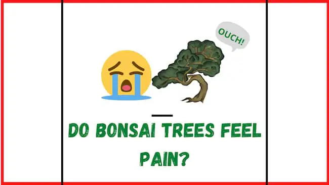 Do Bonsai Trees Feel Pain