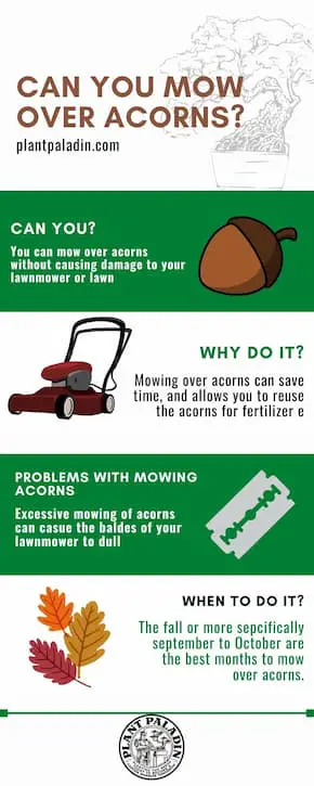 Can I mow over acorns? infographic