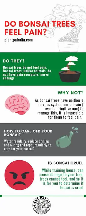 Do bonsai Trees Feel Pain - infographic