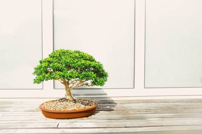 Is bonsai cruel