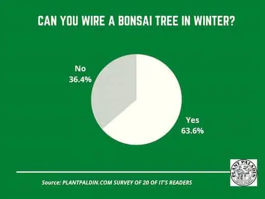 Can you wire bonsai in winter - survey results