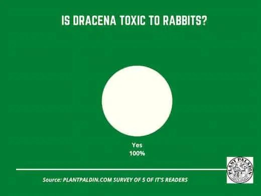 Is dracaena toxic to rabbits - survey results