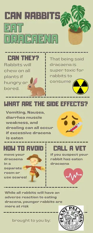 Can Rabbits Eat Dracaena - infographic