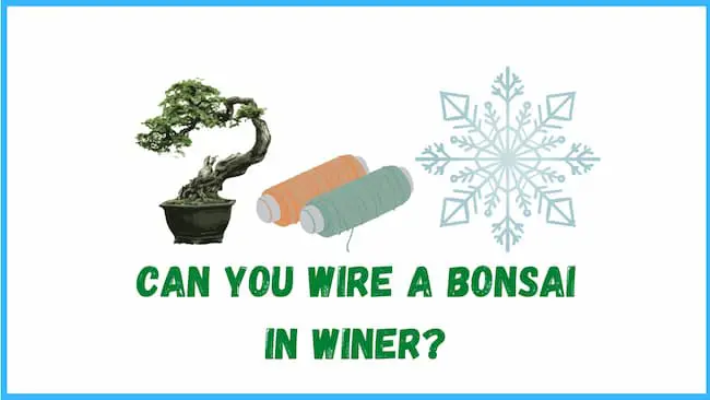 Can you wire bonsai in winter?