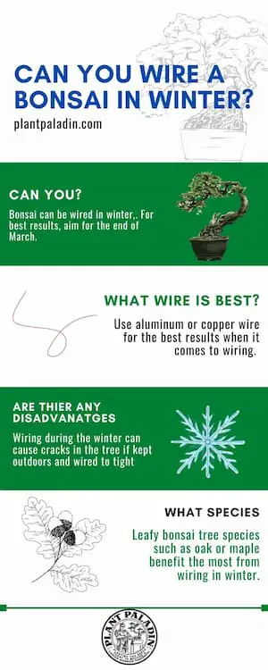 Can you wire bonsai in winter - infographic