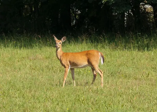 will deer eat dracaena