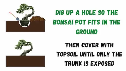 Plant bonsai in the ground
