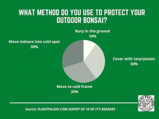 protect bonsai in winter - survey results