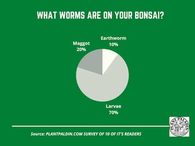 What worms were in your bonsai?