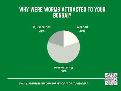 why they are attracted to your tree