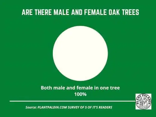 Are There Male and Female Oak Trees - survey results