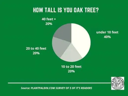 How Tall Is a 10-Year-Old Oak Tree - survey results