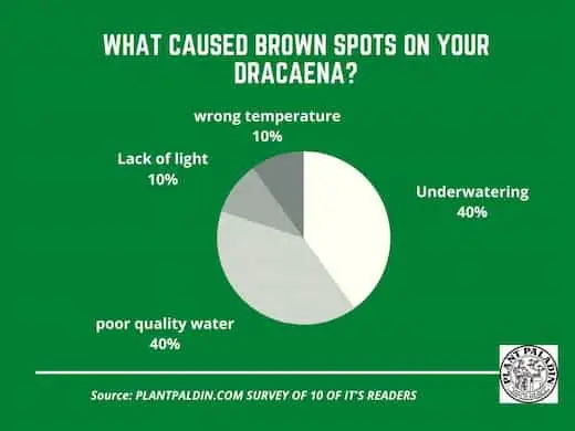 Why Do Dracaena Have Brown Spots - survey results