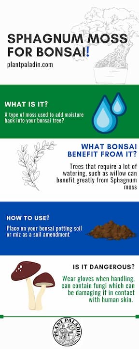 Sphagnum moss for bonsai - infographic
