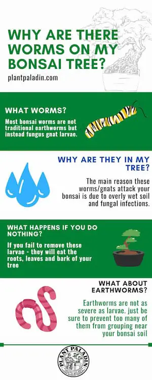 Why Are There Worms on My Bonsai Tree - infographic
