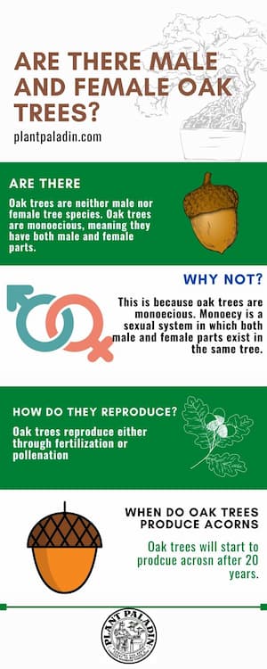 Are There Male and Female Oak Trees - infographic 