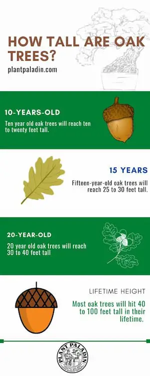 How Tall Is a 10-Year-Old Oak Tree - infographic