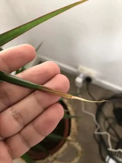 Why Do Dracaena Have Brown Spots? an example of what brown tips on dracaena looks like