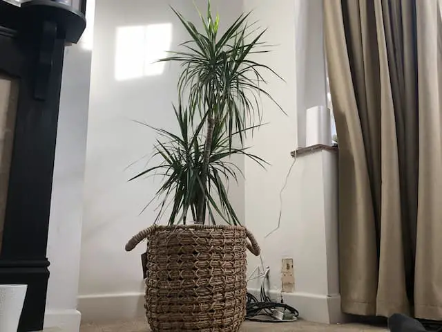 Why Do Dracaena Have Brown Spots