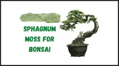 Sphagnum Moss For Bonsai – Everything you need to know!