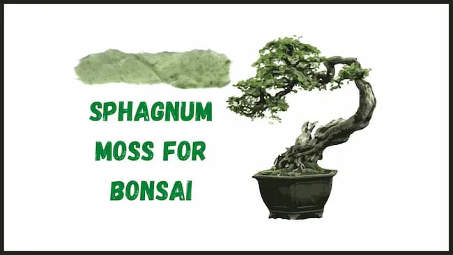 Sphagnum moss for bonsai