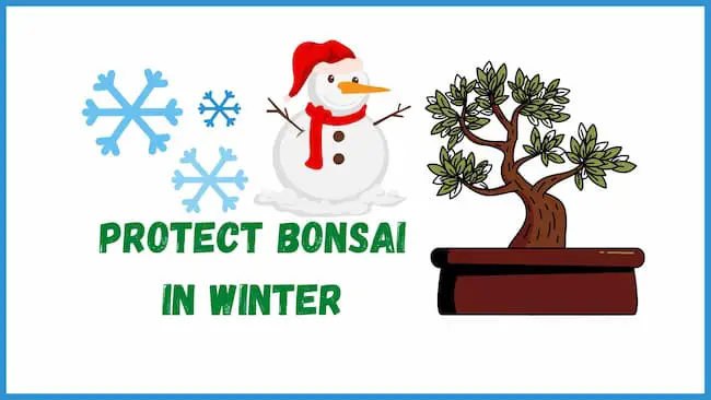 protect bonsai in winter