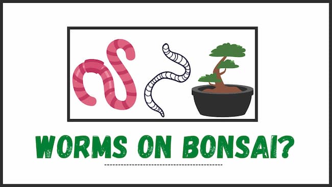 Why Are There Worms on My Bonsai Tree