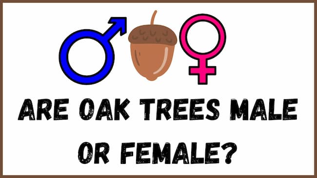 Are There Male and Female Oak Trees? 