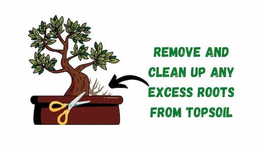 remove any excess roots or suckers