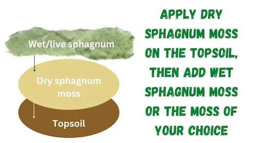 Apply Sphagnum moss