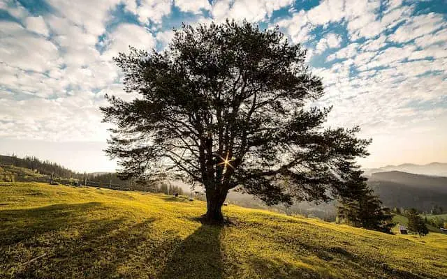 How Tall Is a 10-Year-Old Oak Tree