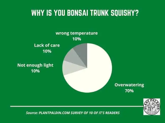 Why Is My Bonsai Tree Trunk Squishy - survey results