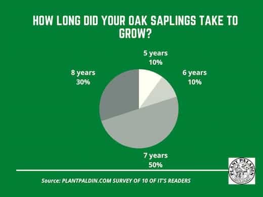 How Long Do Oak Saplings Take to Grow - survey results