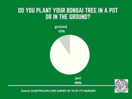 bonsai pot or ground - survey results