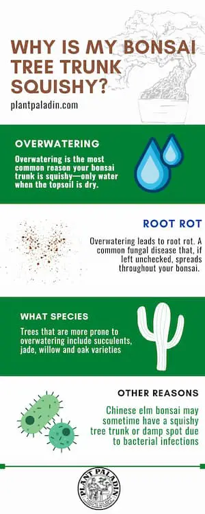 Why Is My Bonsai Tree Trunk Squishy - infographic