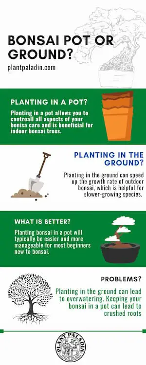 bonsai pot vs ground infographic