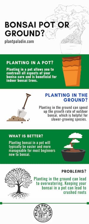 bonsai pot vs ground