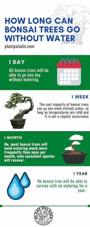 How long can bonsai trees go without water - infographic