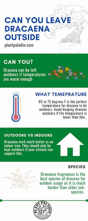 Can You Leave Dracaena Outside - infographic