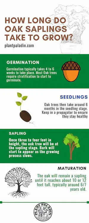 How Long Do Oak Saplings Take to Grow - infographic