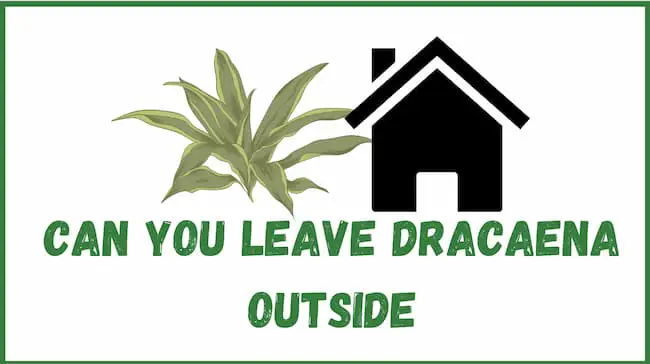 Can You Leave Dracaena Outside
