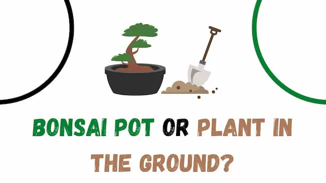 bonsai pot vs ground