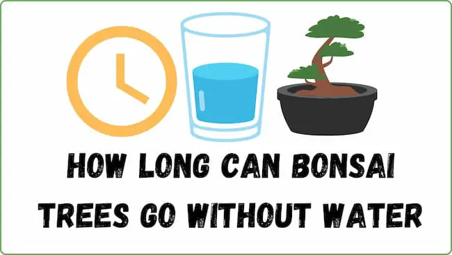 How long can bonsai trees go without water