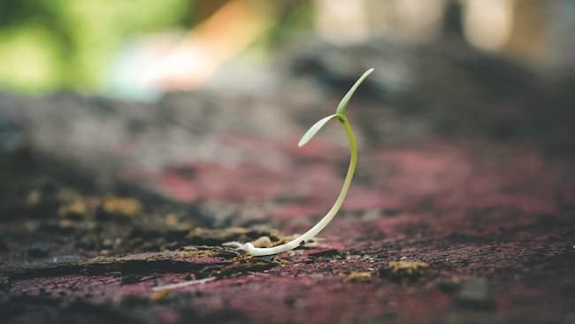 How Long Do Oak Saplings Take to Grow