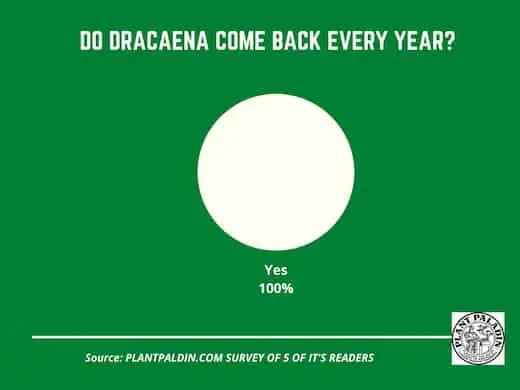 Do Dracaena Come Back Every Year - survey results