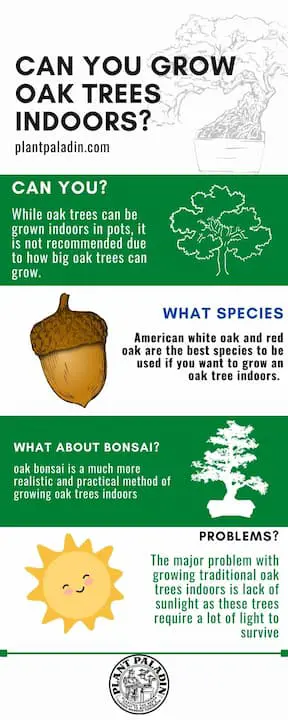 Can You Grow Oak Trees Indoors - infographic