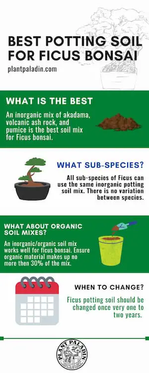 Best potting soil for Ficus bonsai - infographic